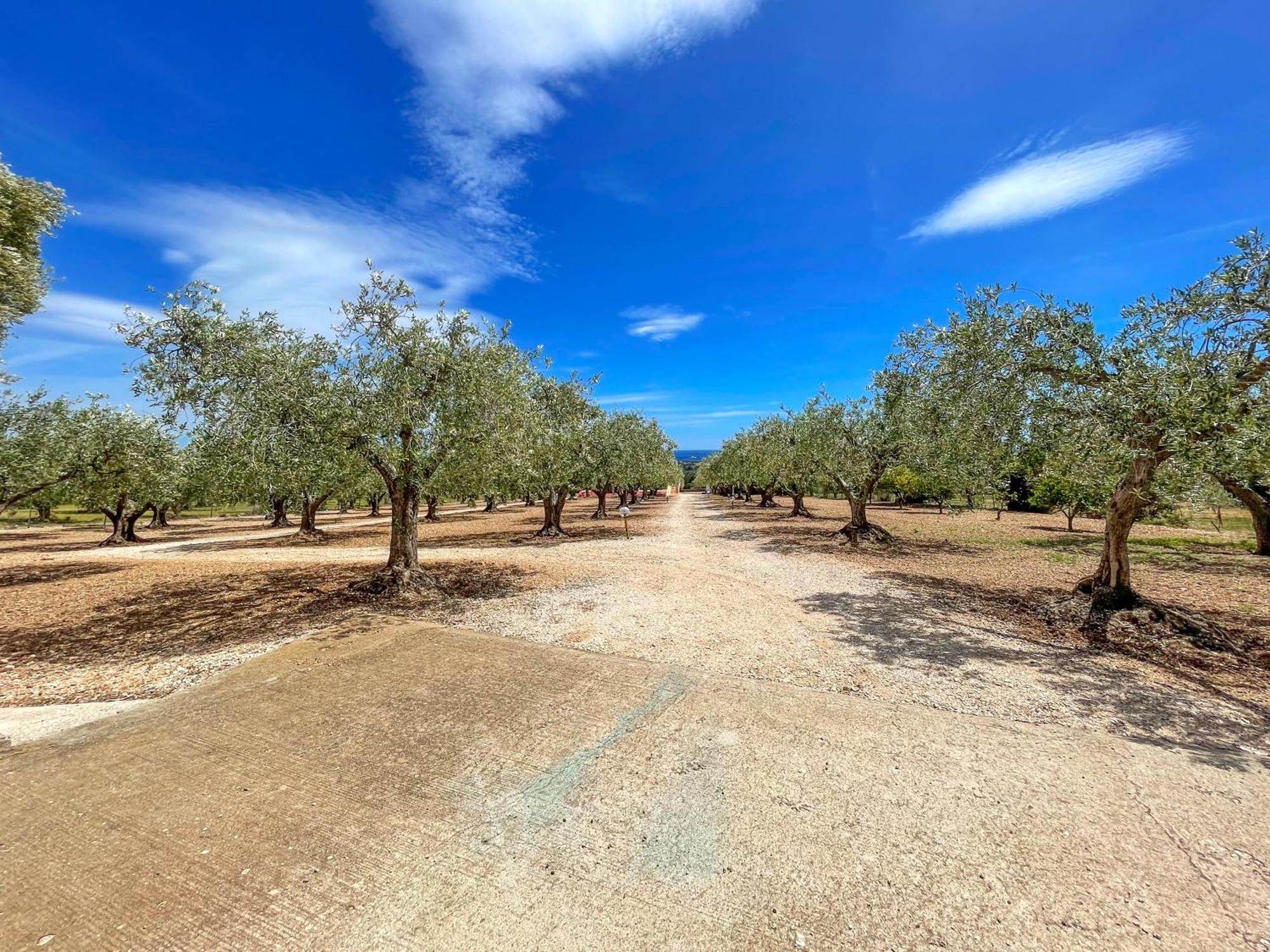 Apartmán Rustico Degli Ulivi Orosei Exteriér fotografie
